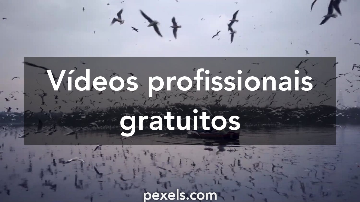 30.000+ melhores vídeos de Fundo 4k · Download 100% grátis · Vídeos  profissionais do Pexels