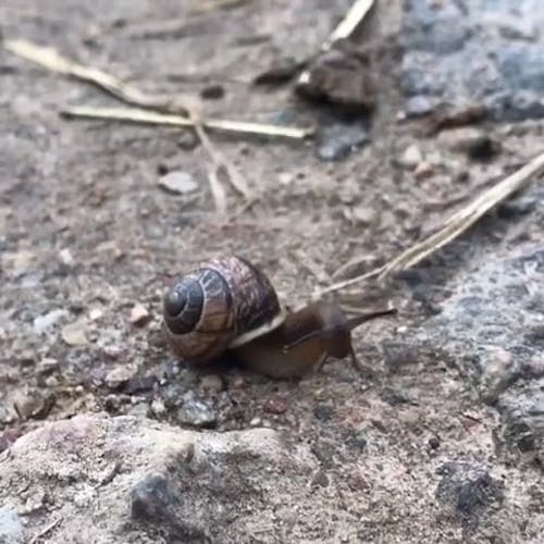Close-Up Video Of Snail