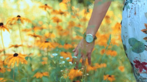 Video Of Person Walking Pass Through Flowers