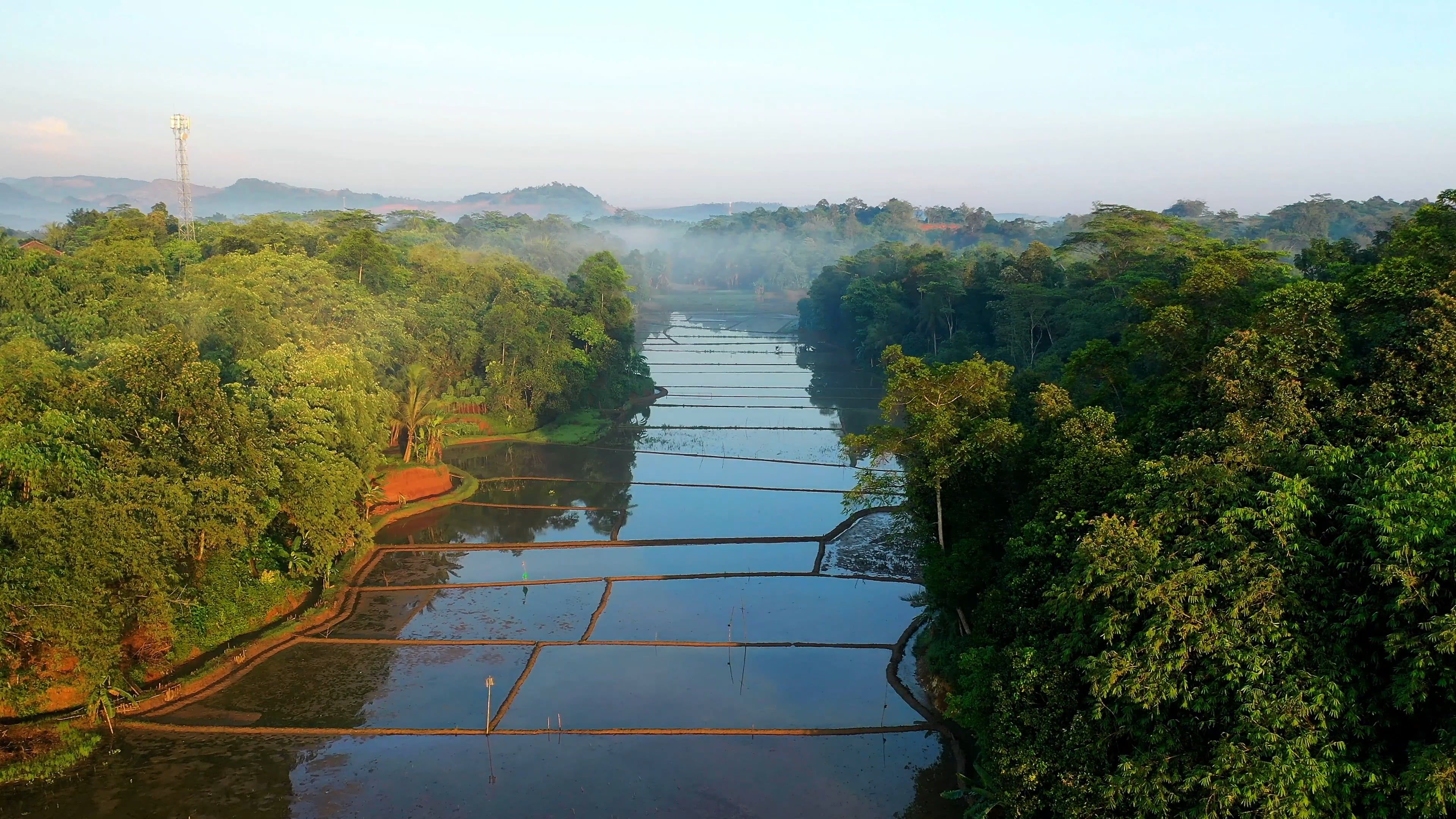 Drone Footage of Rice Fields Free Stock Video Footage, Royalty-Free 4K ...