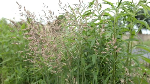 Wind Blowing the Plants