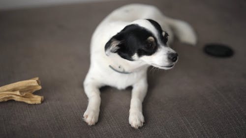 Close-Up Video of Dog Sitting on Sofa