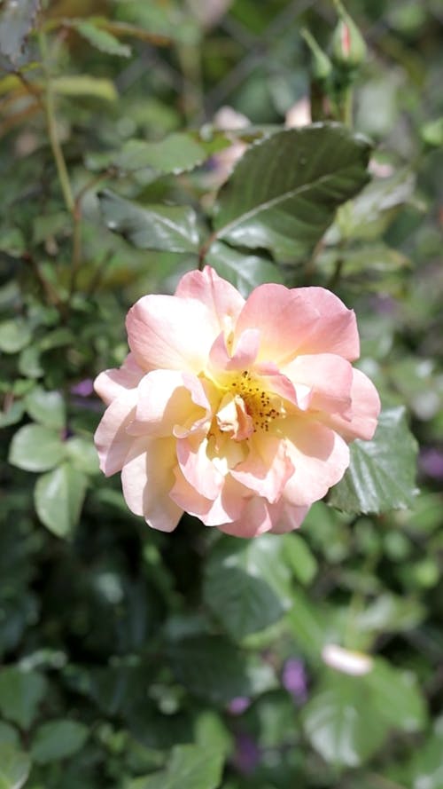 Close-Up Video Of Pink Flower During Sunny Day 