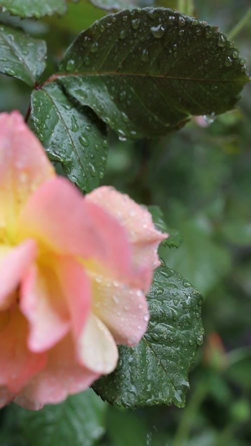 Close-Up Video Of Flower With Raindrops