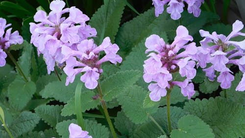 Plant with Blooming Flowers