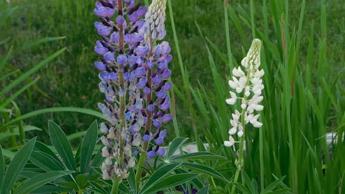 Plants with Blooming Flowers