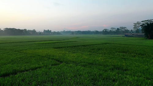 Drone Footage of Rice Fields