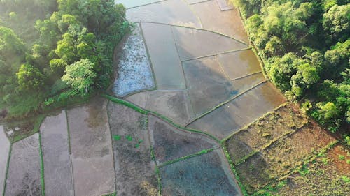 Drone Footage of Rice Fields