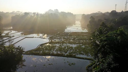 Drone Footage of Rice Field