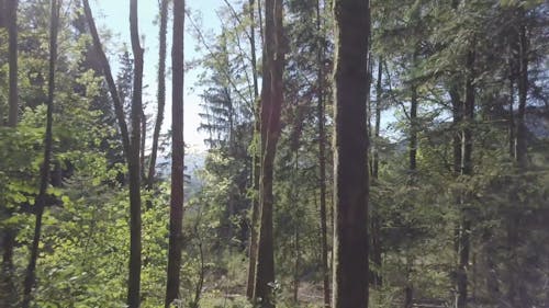 Tall Trees in a Forest