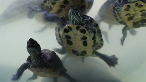 Red-Eared Sliders Swimming in an Aquarium