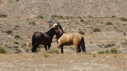 Wild Horses at Desert