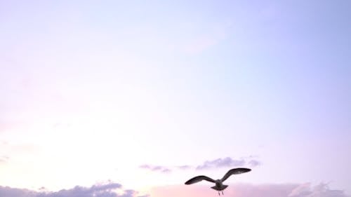 A Seagull Flying During the Sunset