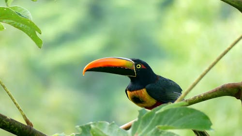 Big Beak Bird on a Tree Branch