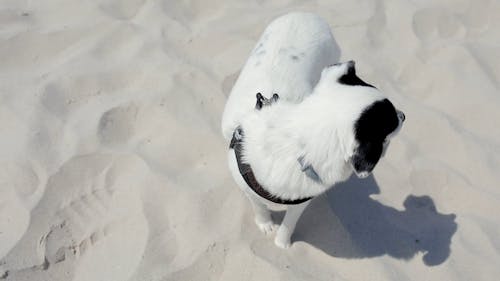 Kostenloses Stock Foto zu begleiter, gucken, haustier