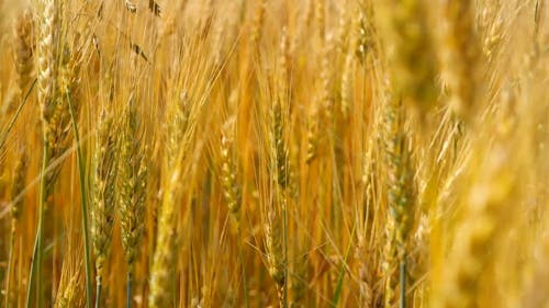 Close Up View of a Wheat Grass