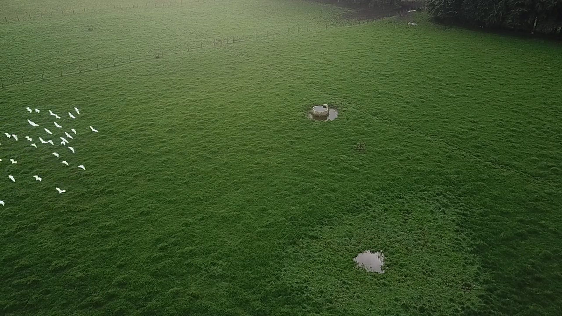 Drone Footage of a Grassland Free Stock Video Footage, Royalty-Free 4K ...