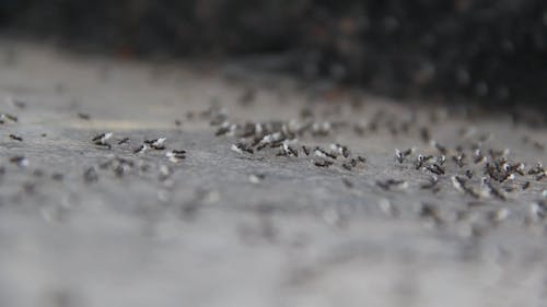 A Colony Of Black Working Ants