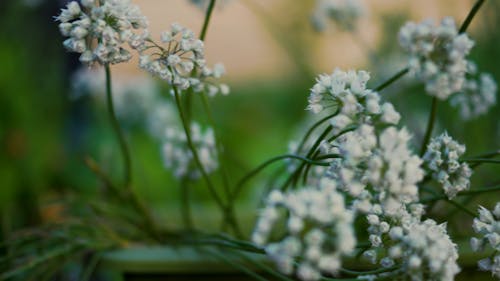 Close-up View Of White Clusters Of Flowers