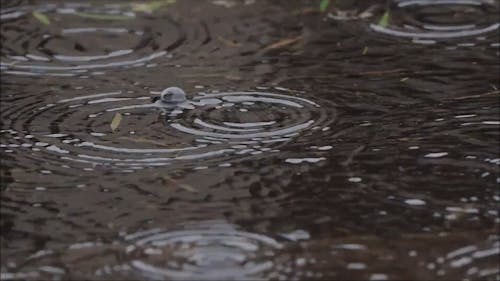 Rain Water Ripples In A Puddle