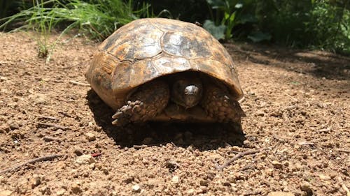 Tortoise Inside Shell