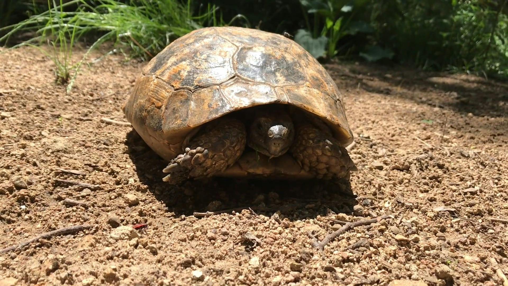 Tortoise Inside Shell · Free Stock Video