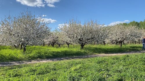 Cotton Tree Farming For The Raw Products