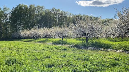 Growing Cotton Trees In An Agricultural Land