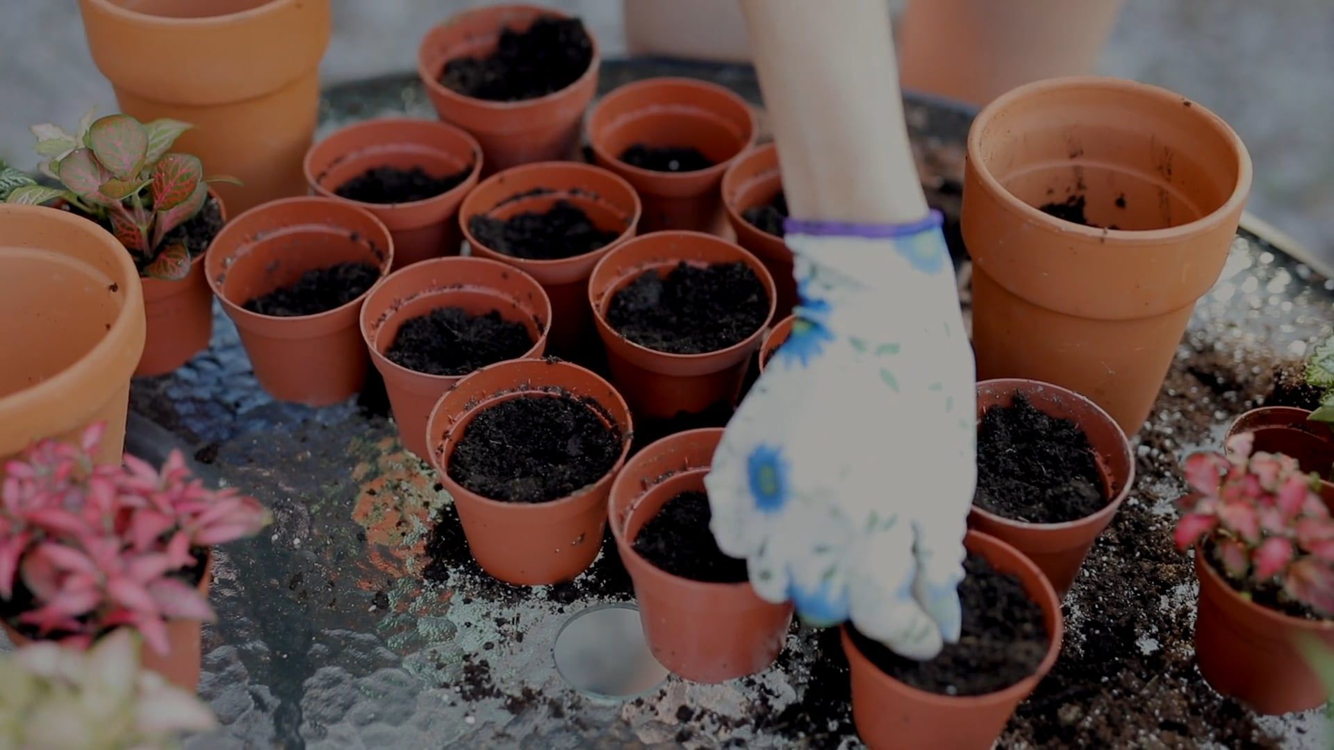 Woman Planting Seeds On Small Pots Free Stock Video Footage, Royalty ...
