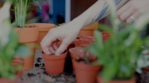 Person Preparing Soil For Small Pot Plants