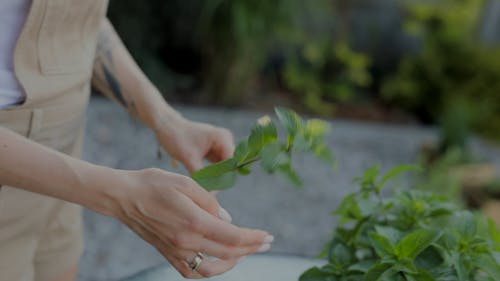 Woman Fixing A Houseplant In A Glass Vase