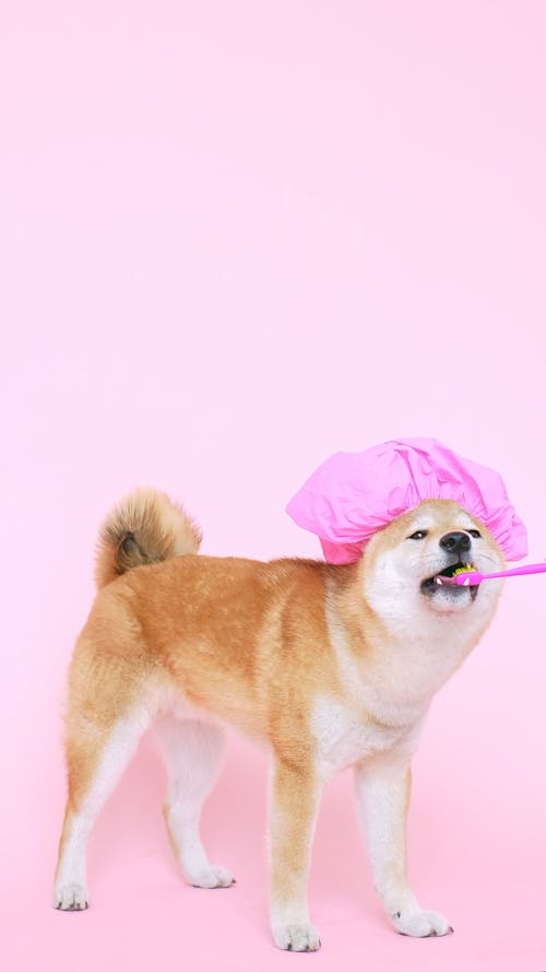 Cute Dog With a Shower Cap and Biting a Toothbrush