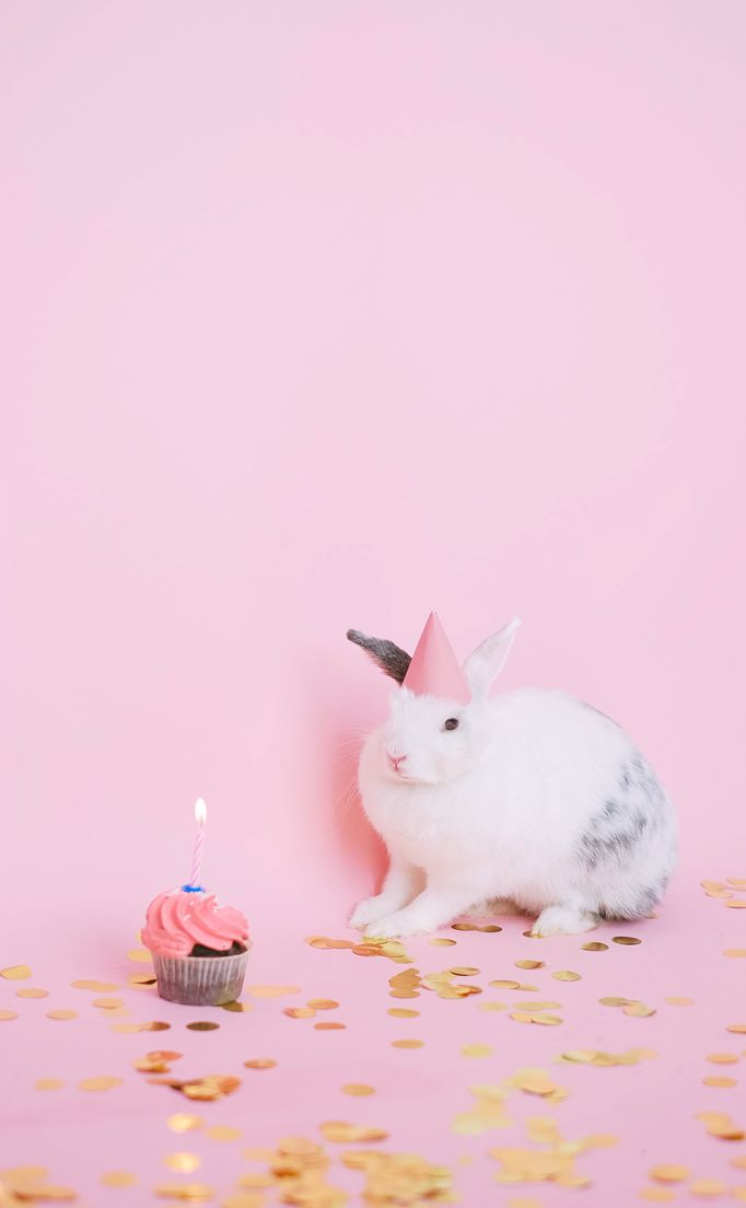 Poly Face Rabbit Rabbit Face Photos, Download The BEST Free Rabbit Face Stock Photos ...