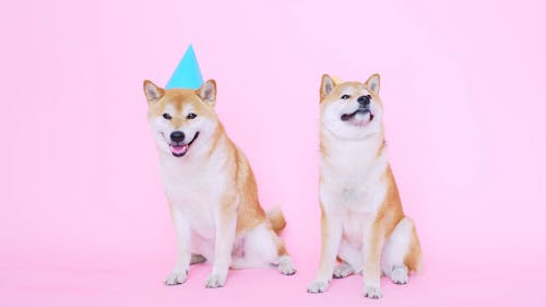 Cute Shiba Inu Dogs With Party Hats