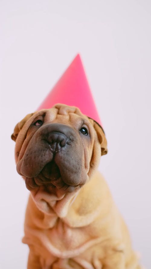 Cute Wrinkled Puppy with a Party Hat