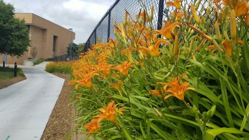 A Garden Of Orange Flowers Outside A Building