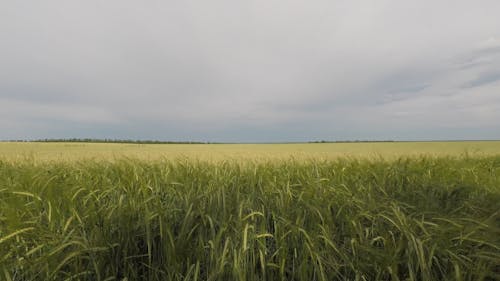 Rye Plants in a Field