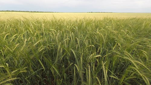A Vast Wheat Field
