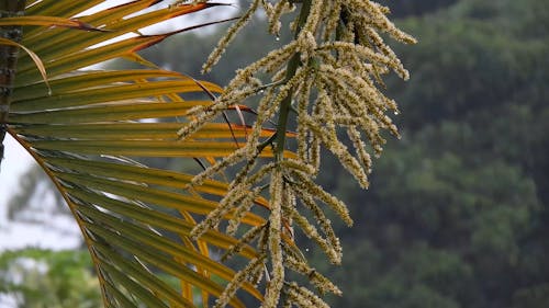 Close-up View Of Palm Leaves And A Branch With Flowers