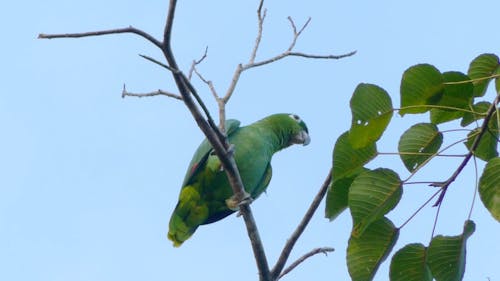 Low Angle View of Green Bird Perched on Tree Branch
