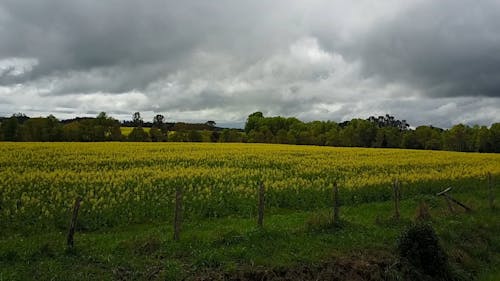 Green Field Under Cloudy Sky