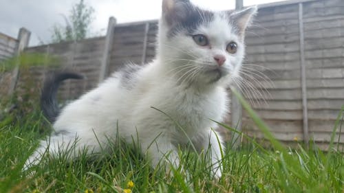 White Cat on Grass