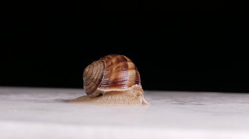 A Garden Snail Exposing Its Antennae