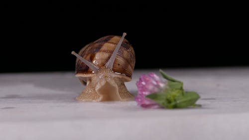 A Garden Snail Crawling Over A Small Flower