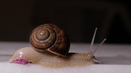 A Shell Crawling Over A Small Flower