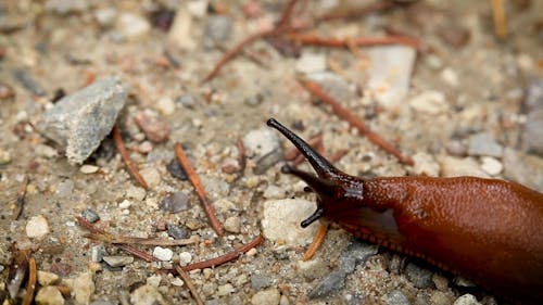 Close-Up Video Of Slugs