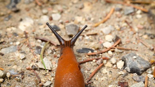 A Slug Crawling On The Ground