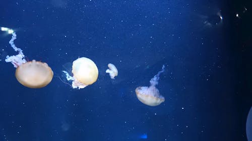 Jellyfish Swimming Underwater