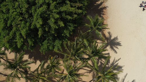 Top View of Swaying Palm Trees
