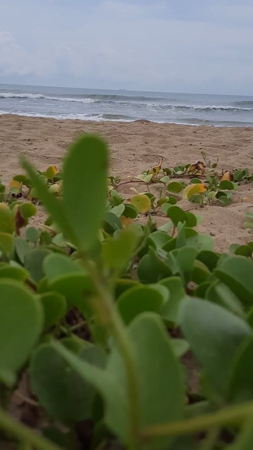 Green Plants on Seashore